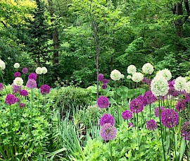 Alliums are the last of the spring bulbs to bloom