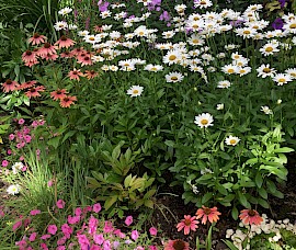 Summer daisies and coneflowers