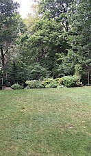 Unimaginative lawn with an impenetrable wall of green